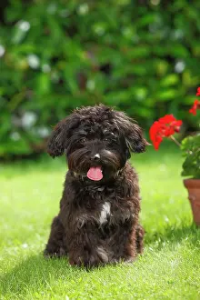Pant: Bolonka Zwetna, young male, 7 months, sitting in