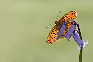 Fritillary: Boloria euphrosyne