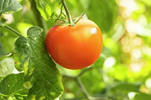Cycle: Bolstar Granda Tomato