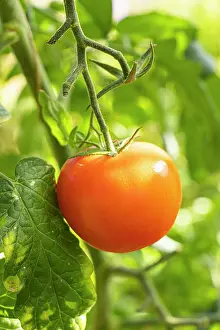 Cycle: Bolstar Granda Tomato