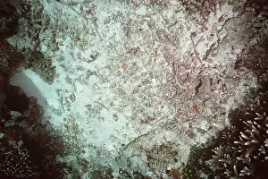 Valerie & Ron Taylor: Bomb crater in CORAL reef caused by dynamite fishing