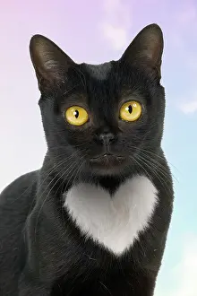 Bombay: Bombay Cat with heart shaped white patch