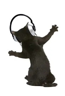 Headphones: Bombay Cat, Kitten dancing wearing headphones