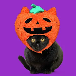 Bombay Cat, wearing Halloween pumpkin hat
