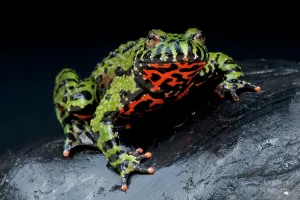 Hong: Bombina orientalis Bombina