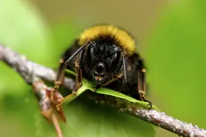 Bombus: Bombus sp