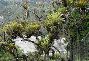 Tillandsia: Bomeliads - Tillandsia fendleri and osneides (looks