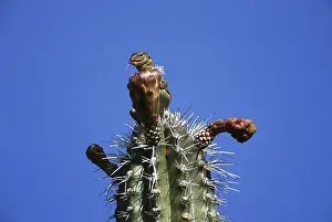 1998: Bonairean Whiptail Lizard