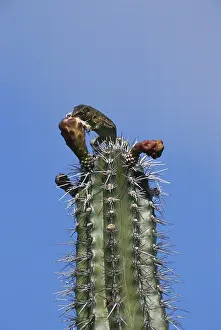 1998: Bonairean Whiptail Lizard