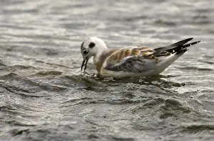 Tongass: Bonaparte's Gull