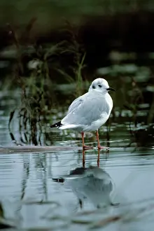 Philadelphia: Bonaparte's Gull - immature