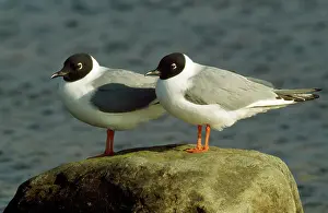 Philadelphia: Bonaparte's Gull - pair