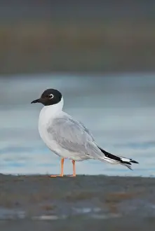 Philadelphia: Bonaparte's Gull - in winter