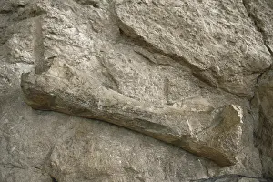 Matrix: Bone at Dinosaur National Monument