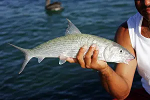 Albula: Bonefish - being held by fisherman