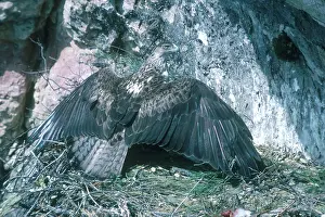 Fasciatus: Bonelli's Eagle