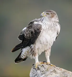 Fasciata: Bonelli's Eagle