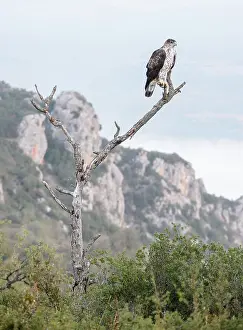 Fasciata: Bonelli's Eagle