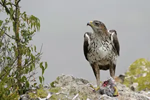 Fasciata: Bonelli's Eagle