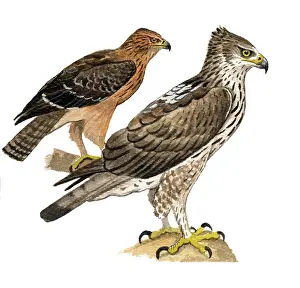 Fasciatus: Bonelli's Eagle