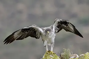 Fasciata: Bonelli's Eagle