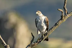 Lleida: Bonelli's Eagle