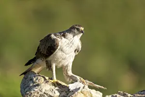 Lleida: Bonelli's Eagle
