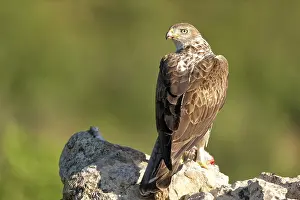 Lleida: Bonelli's Eagle