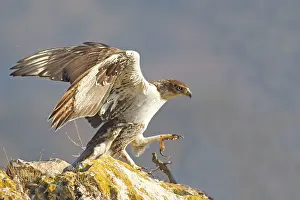 Fasciata: Bonelli's Eagle - adult male