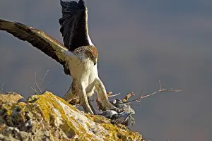Livia: Bonelli's Eagle - adult male attacking Rock Dove
