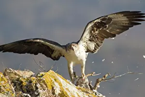 Livia: Bonelli's Eagle - adult male attacking Rock Dove