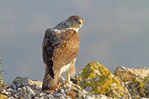 Livia: Bonelli's Eagle - adult male feeding on Rock Dove