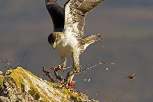 Livia: Bonelli's Eagle - adult male feeding on Rock Dove