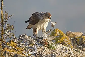 Livia: Bonelli's Eagle - adult male feeding on Rock Dove