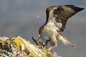 Livia: Bonelli's Eagle - adult male feeding on Rock Dove