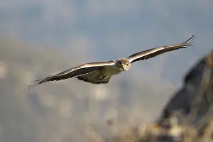 Fasciata: Bonelli's Eagle - adult male in flight