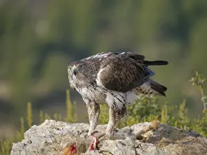 Partridge: Bonelli's Eagle -ae male with prey (Red Legged Partridge)