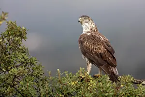 Aquila: Bonellis eagle (Aquila fasciata), adult, on branch