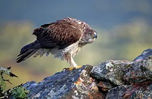 Aquila: Bonelli's eagle (Aquila fasciata), standing puffed