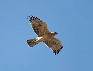 Fasciatus: Bonelli's Eagle - juvenile in flight - October