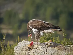 Partridge: Bonelli's Eagle - male with prey (Red Legged Partridge)