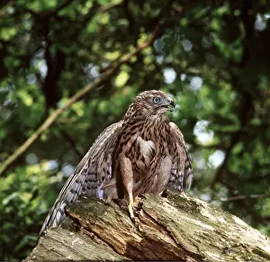 Ursula Curth: Bonelli's Eagle - perched on tree stump