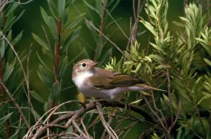 Bonelli: Bonellis Warbler