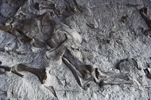 Matrix: Bones at Dinosaur National Monument