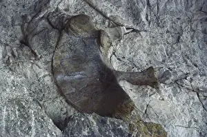 Matrix: Bones at Dinosaur National Monument