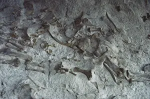 Matrix: Bones at Dinosaur National Monument