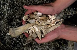 Lammergeiers: Bones dropped by Bearded Vultures / Lammergeier