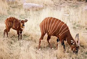 Bongo: Bongo Antelope - Female wth young