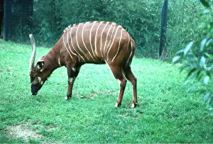 Antelopes: BONGO ANTELOPE - grazing