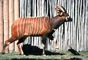 Stripes: BONGO ANTELOPE - male